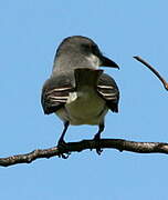 Grey Kingbird