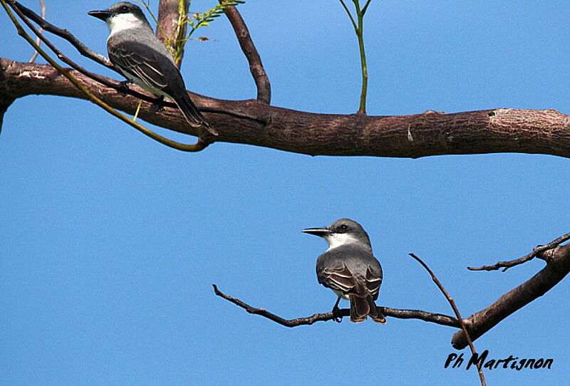 Grey Kingbird