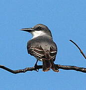 Grey Kingbird