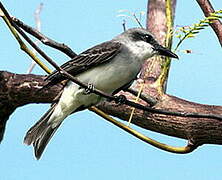 Grey Kingbird