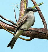 Grey Kingbird