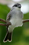 Grey Kingbird