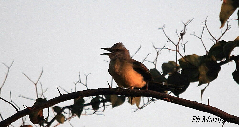 Tropical Kingbird, identification