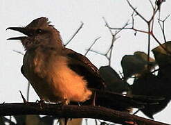 Tropical Kingbird