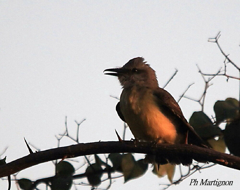 Tropical Kingbird, identification