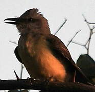 Tropical Kingbird