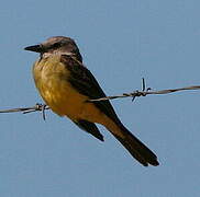 Tropical Kingbird