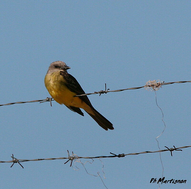 Tropical Kingbird