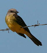 Tropical Kingbird