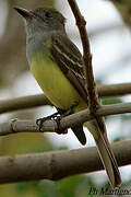 Tropical Kingbird