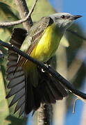 Tropical Kingbird