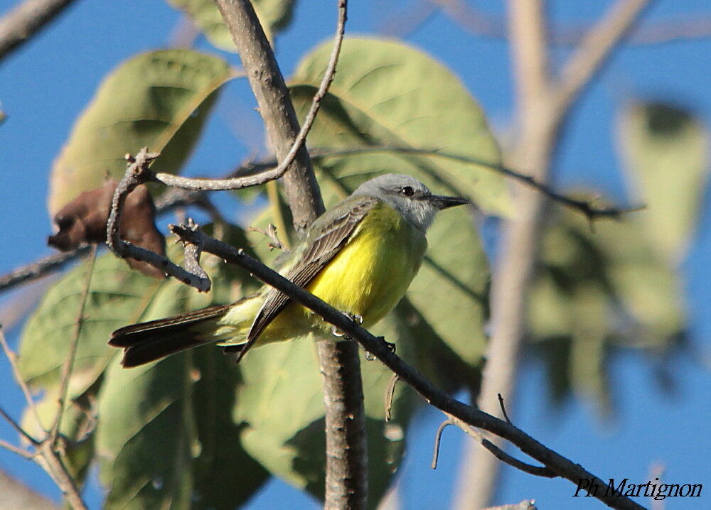 Tropical Kingbird, identification