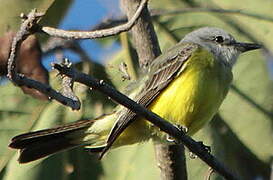 Tropical Kingbird