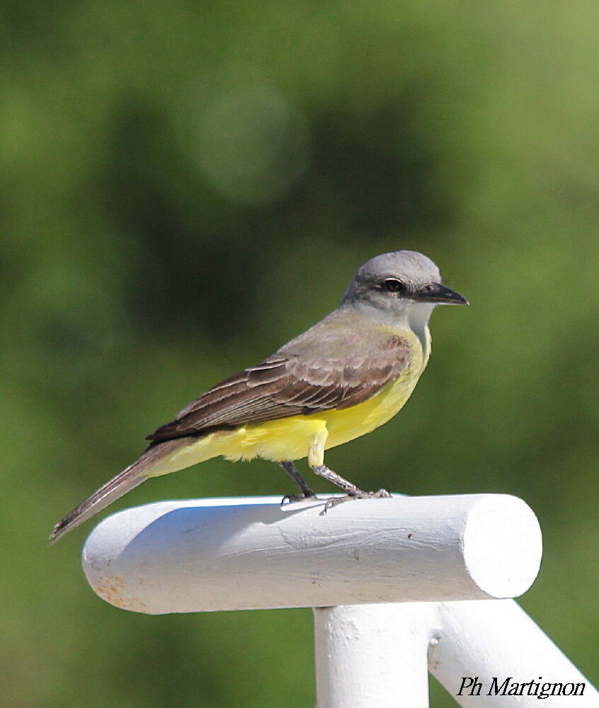 Tropical Kingbird, identification