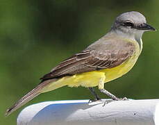 Tropical Kingbird