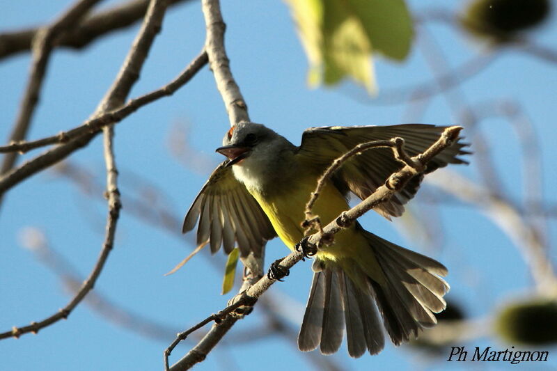 Tropical Kingbird, identification
