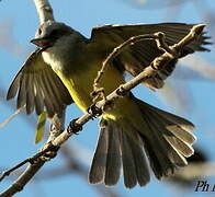 Tropical Kingbird