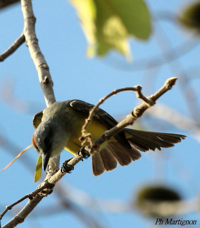 Tropical Kingbird, identification