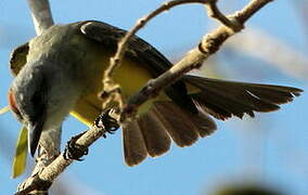 Tropical Kingbird