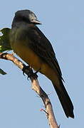 Tropical Kingbird