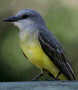 Tropical Kingbird