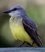 Tropical Kingbird