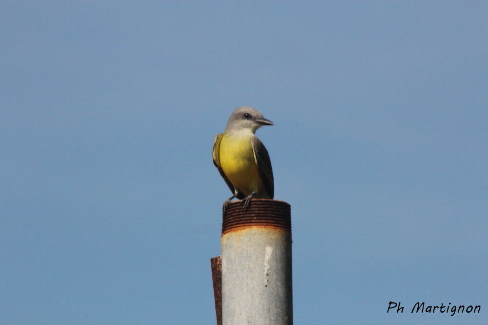 Tropical Kingbird, identification