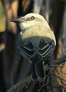 Tropical Kingbird