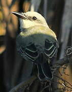 Tropical Kingbird