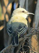 Tropical Kingbird