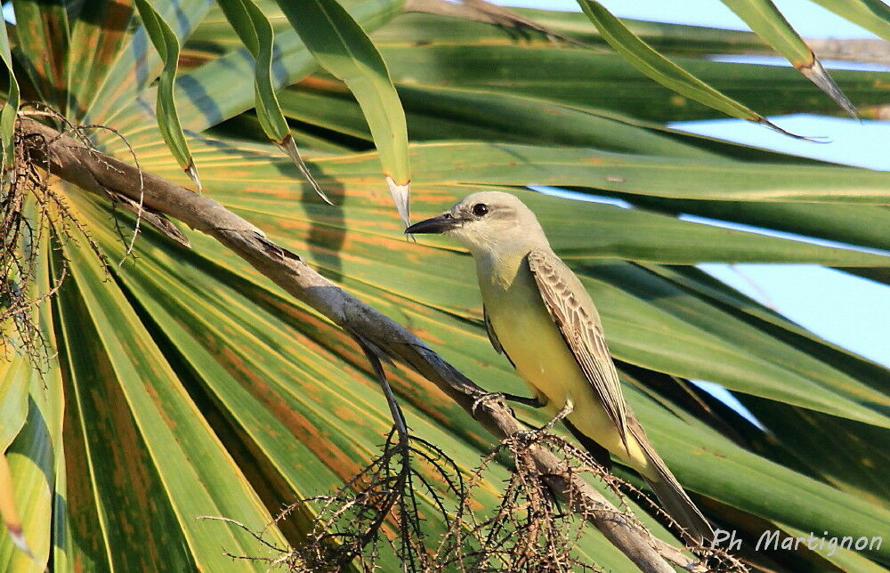 Tropical Kingbird, identification