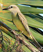 Tropical Kingbird