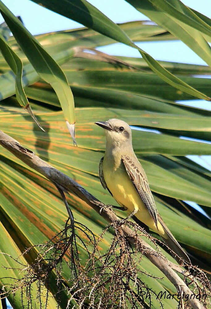 Tropical Kingbird, identification