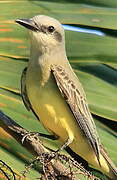 Tropical Kingbird