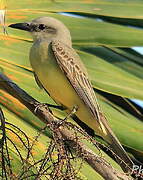 Tropical Kingbird