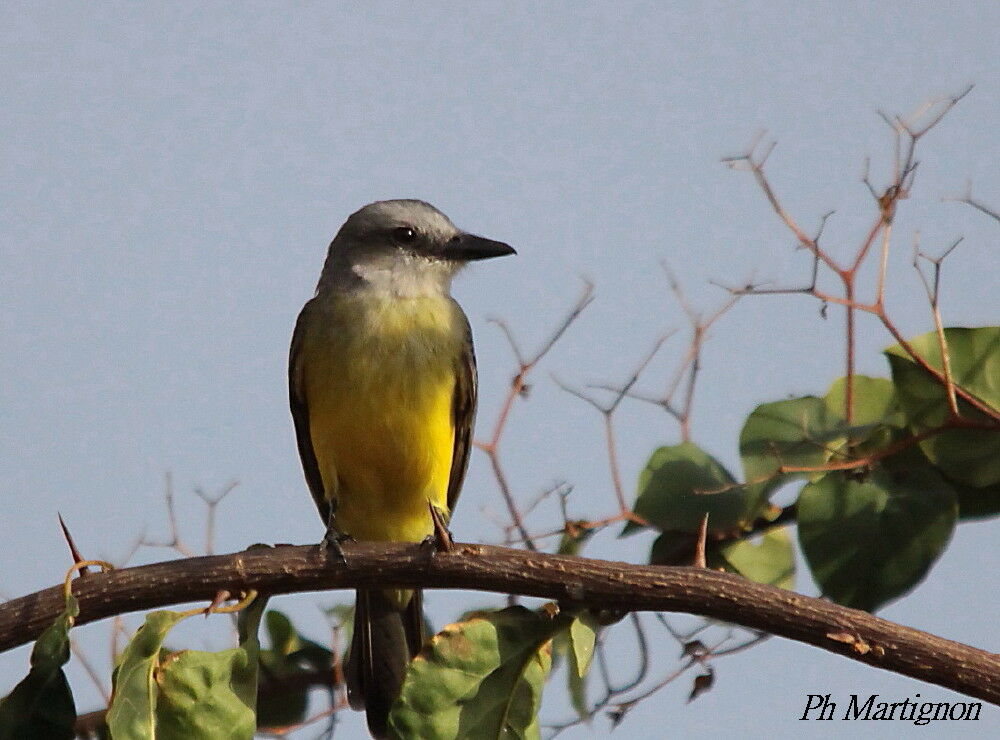 Tropical Kingbird