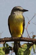 Tropical Kingbird