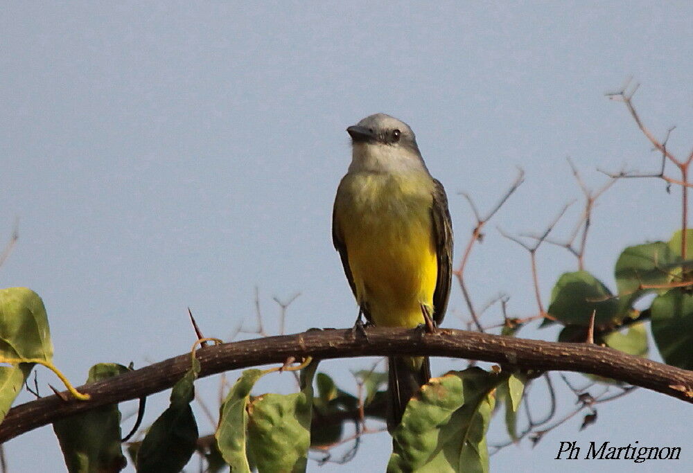 Tropical Kingbird, identification