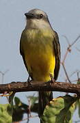 Tropical Kingbird