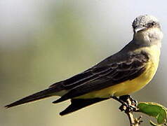 Tropical Kingbird