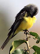 Tropical Kingbird