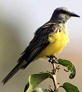 Tropical Kingbird