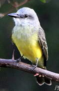 Tropical Kingbird