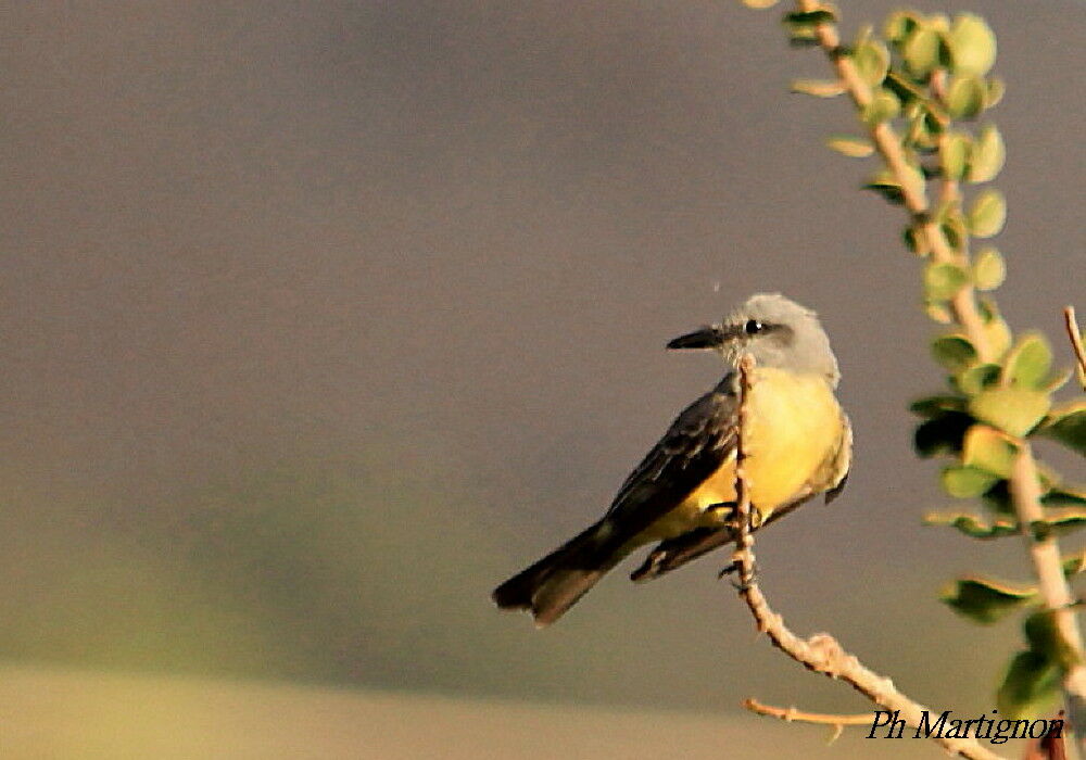 Tropical Kingbird, identification