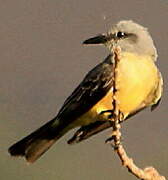 Tropical Kingbird