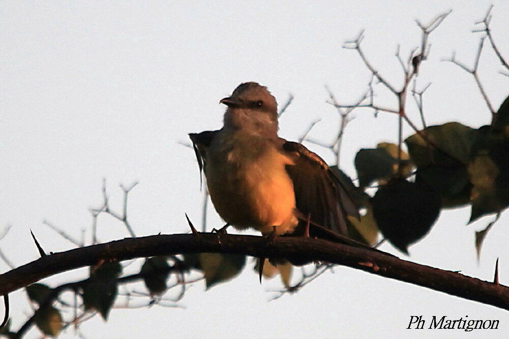 Tropical Kingbird, identification