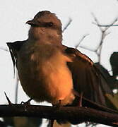 Tropical Kingbird