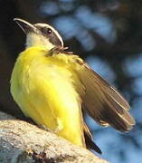 Boat-billed Flycatcher