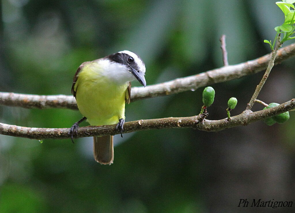 Great Kiskadee