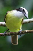 Great Kiskadee